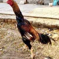 جوجه لاری اوشامو