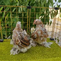 مرغ وخروس زینتی (کوشین)|حیوانات مزرعه|مشهد, نیروی هوایی|دیوار