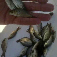 انواع بچه ماهی کپور امور ازاد فیتوفاک بیگهد|ماهی|آمل, |دیوار