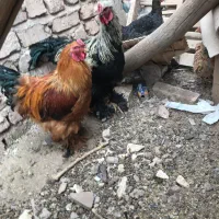خروس محلی /برهما/بوقلمون