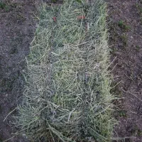 فروش یونجه