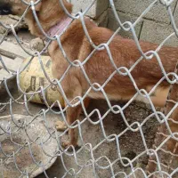 واگذاری دوعدد سگ مالی نیوز ژرمن دورگ