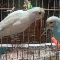 مرغ عشق پروانه ای رینبو اسپانگل|پرنده|مشهد, کوی المهدی|دیوار