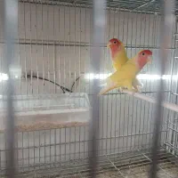 کوتوله برزیلی|پرنده|کازرون, |دیوار