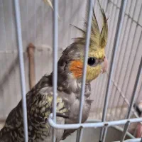 جوجه عروس هلندی