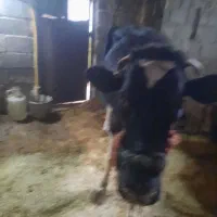 گاو شیری آبستن|حیوانات مزرعه|دهگلان, |دیوار