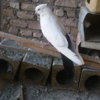 کفتر