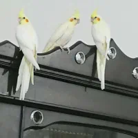 عروس هلندی