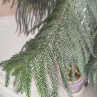 کاج مطبق|گل و گیاه طبیعی|کرج, عظیمیه|دیوار