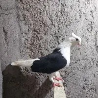 سه جفت کبوتر|پرنده|تبریز, |دیوار