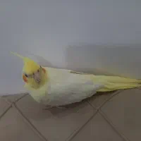 عروس هلندی ماده