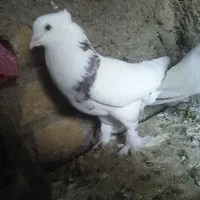کفتر