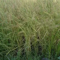 ۲۵۳۰متر شالیزار بهزراعی در ندامان گورابزرمیخ|فروش زمین و ملک کلنگی|گوراب زرمیخ, |دیوار