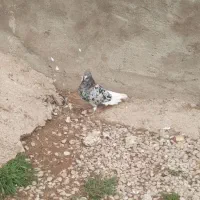 جفت کوهی دم سفید