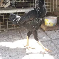 خروس لاری وتخم نطبه دار لاری