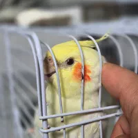 پرنده|پرنده|لاهیجان, یوسف آباد|دیوار