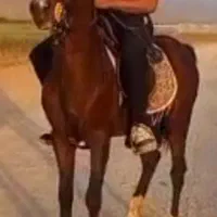 اسب نریان فوق العاده پرخون و سواری دار