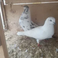 ۲جفت کفتر و چندتا تک|پرنده|رشت, یخسازی|دیوار