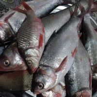 ماهی چاه نیمه|ماهی|زهک, |دیوار