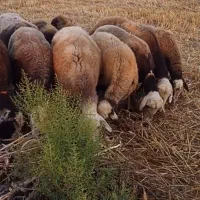 گوسفندنژاد اصیل انواع دام فروشی