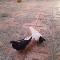 کبوتر سیاه پوش نر و ماده