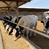 فروش عمده و تکی، لطفا فقط برای خرید تماس بگیرید
