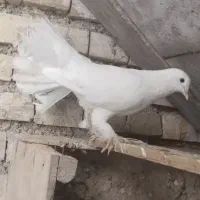 معاوضه دم چتری نر با ماده