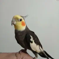 عروس سخنگو نر چهار ماهه