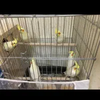 عروس هلندی|پرنده|ساری, |دیوار