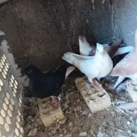 دو جفت جوجه رنگی