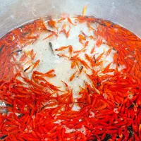 ماهی قرمز عمده عید گلی عروس خرده کوی آکواریوم