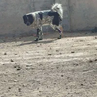 یک جفت سگ خاکستری گم شده|حیوانات|اصفهان, تیران|دیوار