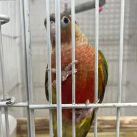 جوجه گرینچیک اناناسی اکستریم دستی سرلاکی