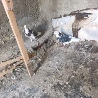 نره ماده سبز ابلق سبز