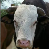 شیر تازه گاو