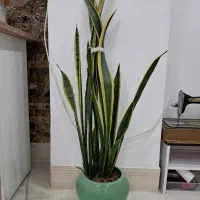 سانسوریا ابلق بزرگ با گلدان سرامیکی زیبا