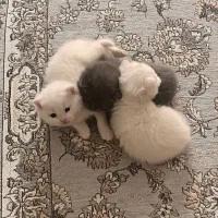 بچه گربه اسکاتیش دبل فولد