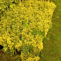 فروش قلمه شمشاد طلایی