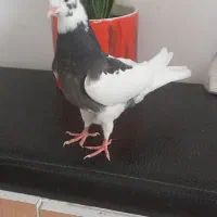 جوجه کبوتر|پرنده|شیراز, ریاستی|دیوار