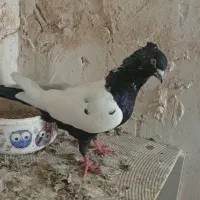 کفتر رنگی (سینه ای)
