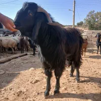 بز نر یا ساوین|حیوانات مزرعه|گیلان غرب, |دیوار