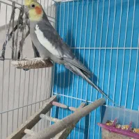 یک جفت عروس هلندی|پرنده|مشهد, شهید معقول|دیوار