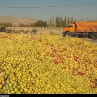 خریدار سیب زیر درختی