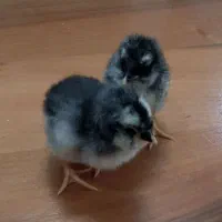 جوجه نژاد گلین ریشدا