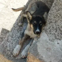 DAG
