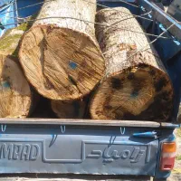 خرید چوب . درختان باغی