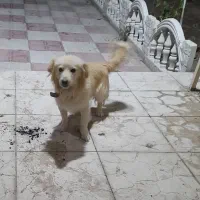 معاوضه یا فروش سگ پاکوتاه