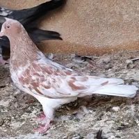 4 تا کفتر کله ایی گلوپی