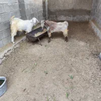 دو عدد پازن سالم و سرحال