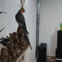 عروس هلندی نر سینامون آهویی سخنگو|پرنده|قرچک, مهدیه|دیوار